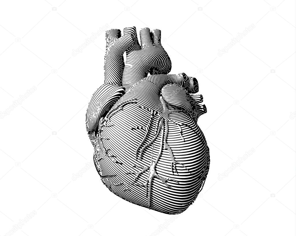 Monochrome engraving human heart illustration with stylized flow line art isolated on white background