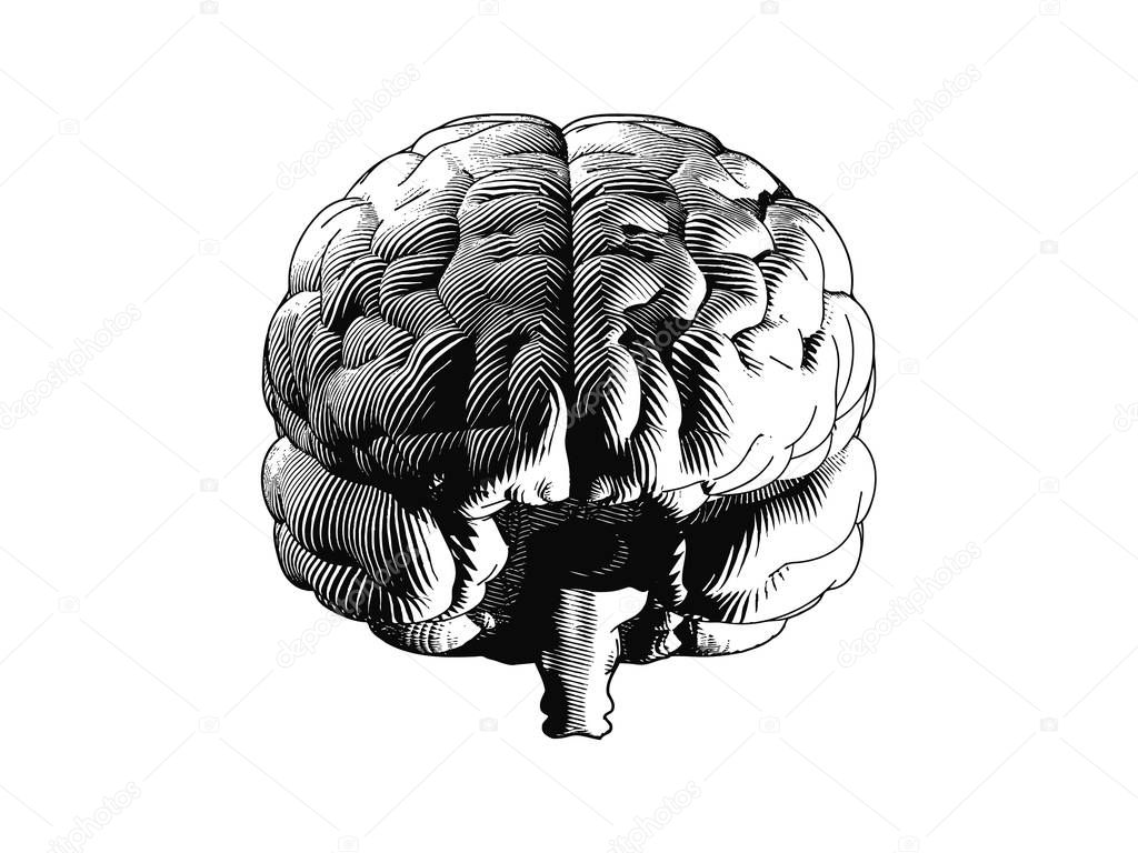 Monochrome frontal human brain engraving illutration isolated on white background