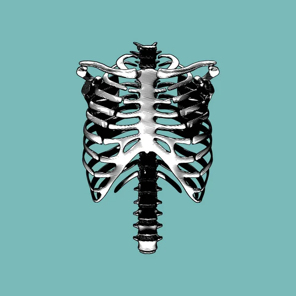 人間の肋骨脊椎骨正面図彫刻図面イラストは 緑色の背景に分離 — ストックベクタ