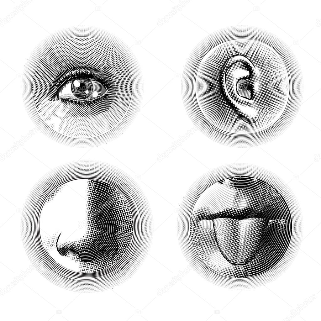 Four human senses engraving on white BG