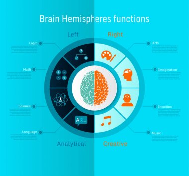 insan beyin hemisferfonksiyonel inforgraphic