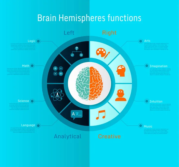 Hemisférios cerebrais humanos funcional inforgráfico — Vetor de Stock