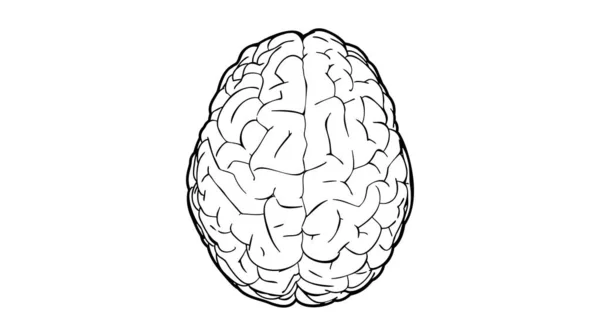 Gehirn von oben Ansicht Illustration schwarze Linie auf weißem bg — Stockvektor