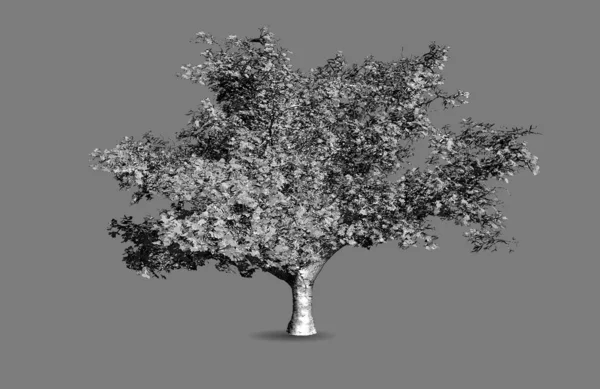 큰 나무 벡터 흑백 조각에 회색 Bg — 스톡 벡터