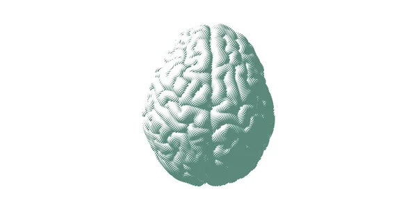 Cerebro grabado verde aislado en BG blanco — Vector de stock