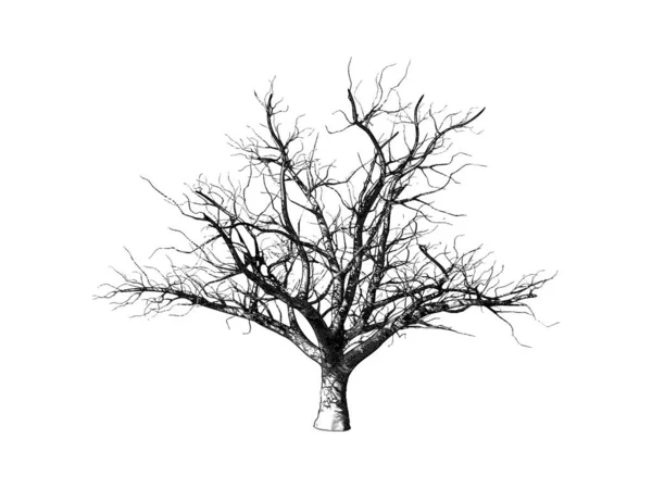 Eingravierter Winter-Trockenbaum isoliert auf weißem Bg — Stockvektor