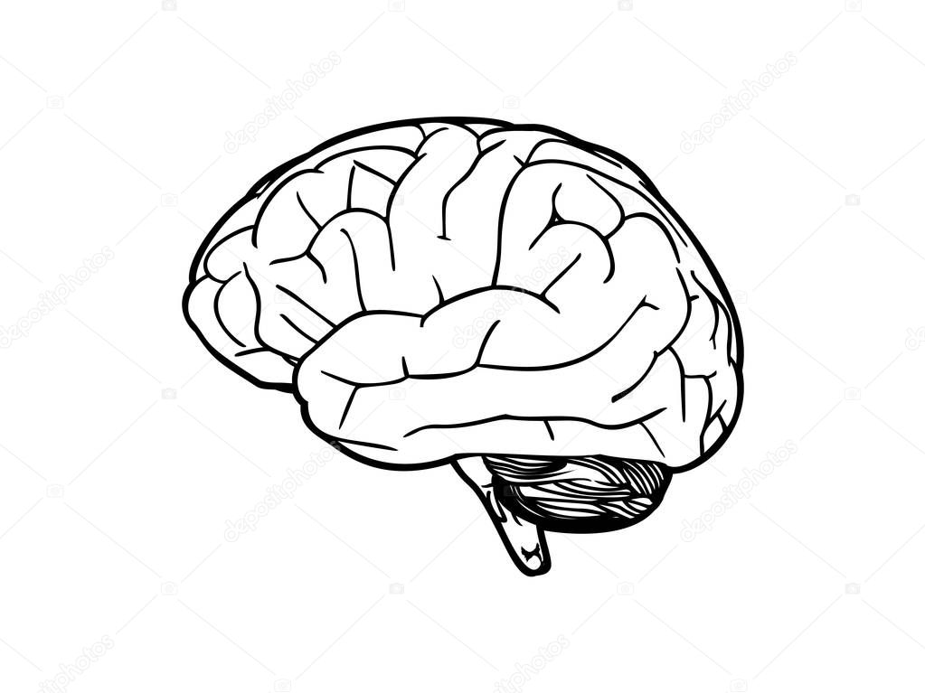Brain graphic drawing illustration isolated on white BG