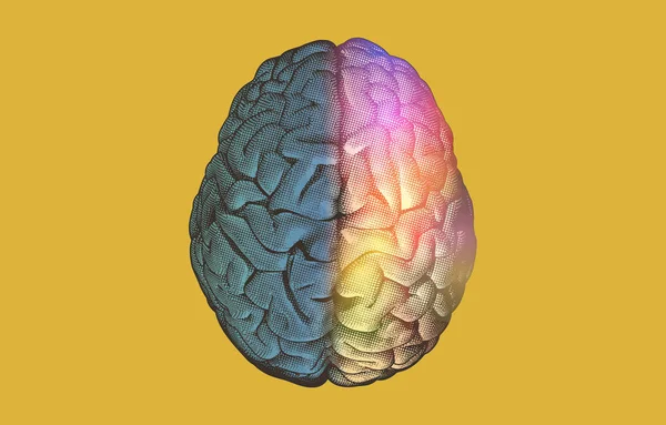 Ilustração das funções dos hemisférios cerebrais esquerdo e direito — Vetor de Stock