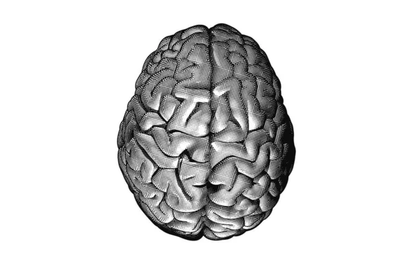 Grabado monocromático dibujando cerebro humano en blanco BG — Archivo Imágenes Vectoriales