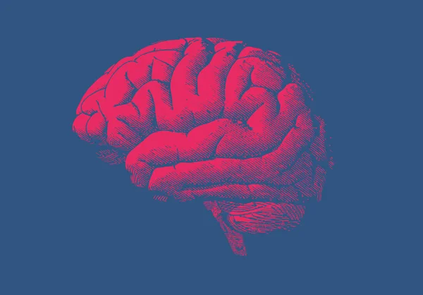 Gravure rouge du cerveau humain sur bleu foncé BG — Image vectorielle