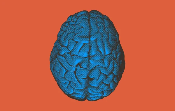 Grabado dibujando cerebro humano en naranja BG — Vector de stock
