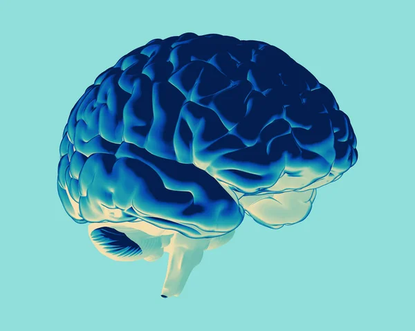 Cérebro Humano Azul Cor Negativa Perspectiva Vista Lateral Isolado Fundo — Fotografia de Stock