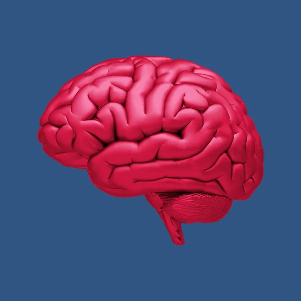 3D gloss red human brain rendering illustration isolated on deep blue background with clipping path for use on any backdrop