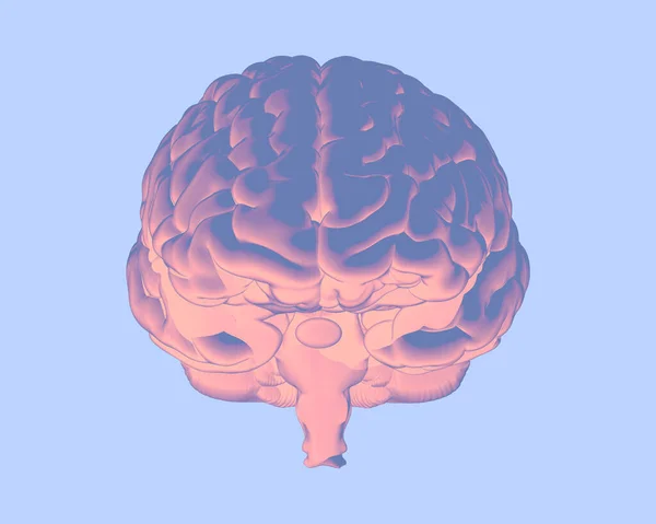 Negatieve Afbeelding Paars Roze Menselijk Brein Vooraanzicht Geïsoleerd Pastelblauwe Achtergrond — Stockfoto