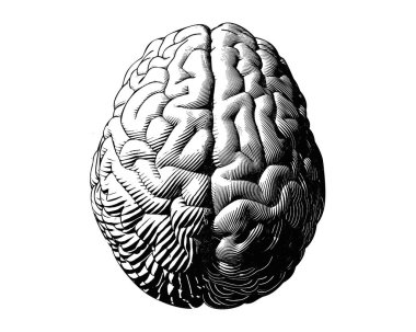 İnsan beyninin yarımküresi, beyaz arkaplana izole edilmiş üst görünüm monokrom çizimi.