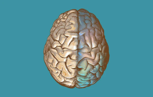 Гравюра Півкулі Людського Мозку Перехресті Видимості Окремий Кольоровий Малюнок Ізольовано — стоковий вектор