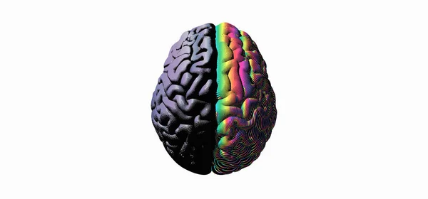 Hemisferios Cerebrales Humanos Gris Izquierdo Arco Iris Color Derecho Grabado — Archivo Imágenes Vectoriales