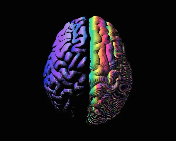 Ludzkie Półkule Mózgu Fioletowy Lewy Tęczy Kolor Prawy Mózg Grawerowanie — Wektor stockowy