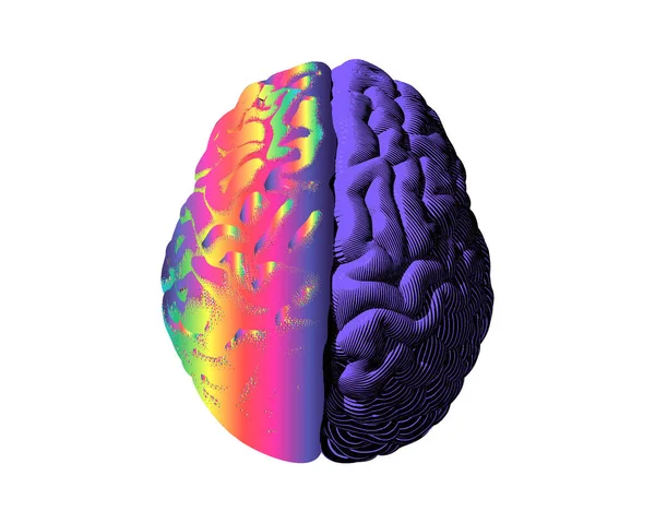 Hemisférios Cerebrais Humanos Cor Arco Íris Esquerda Roxa Direita Gravura — Vetor de Stock