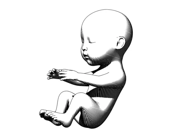 Monochromes Menschliches Säugling Baby Fötus Gravur Illustration Seitenansicht Isoliert Auf — Stockvektor