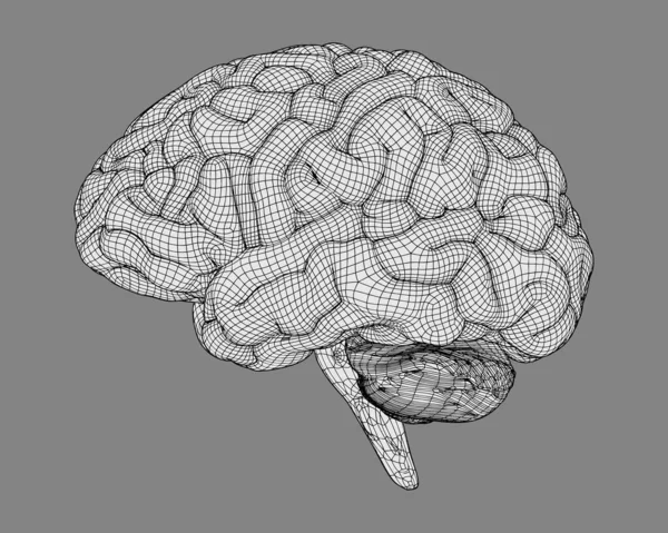 Monochrome Vector Wireframe Human Brain Typeb Gray — 스톡 벡터