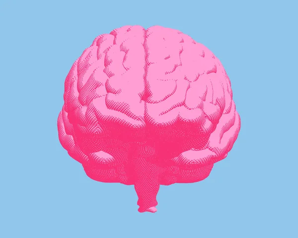 Roze Gravure Crosshatch Menselijk Brein Vooraanzicht Illustratie Geïsoleerd Helder Blauwe — Stockvector