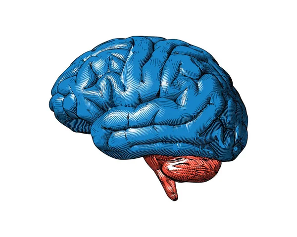 Μπλε Και Πορτοκαλί Ρετρό Γκραβούρα Σχέδιο Ανθρώπινη Πλευρά Του Εγκεφάλου — Διανυσματικό Αρχείο