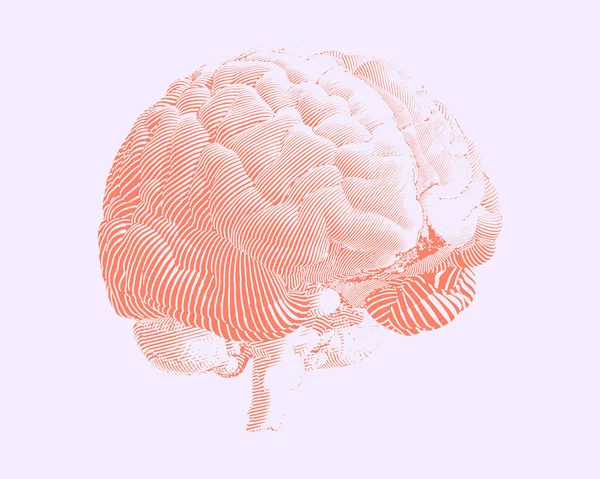 Tinte Brillante Grabado Rojo Ilustración Del Cerebro Humano Perspectiva Vista — Archivo Imágenes Vectoriales