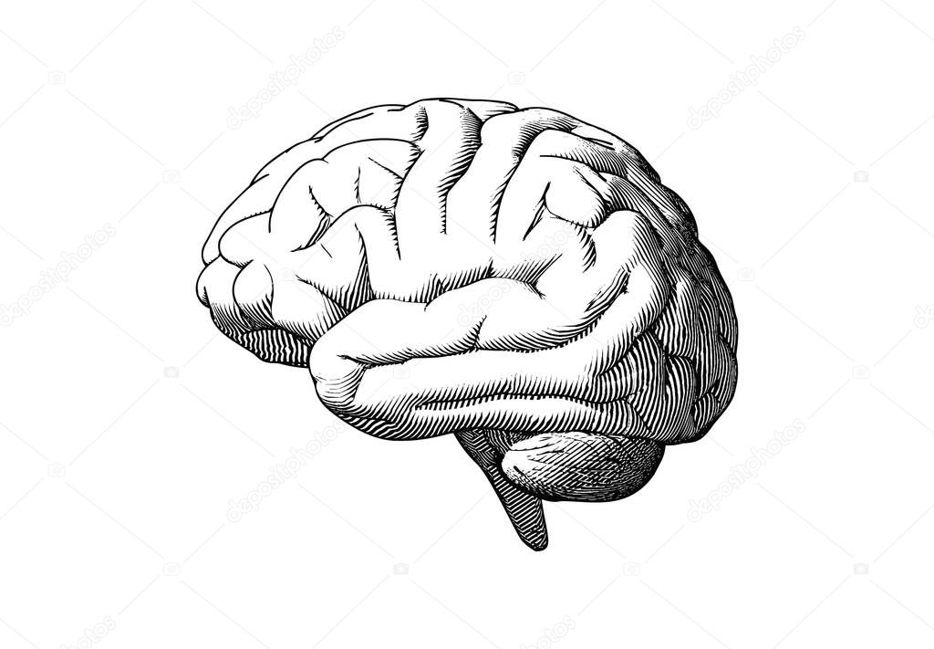 Monochrome engraving human brain drawing side view illustration isolated on white background