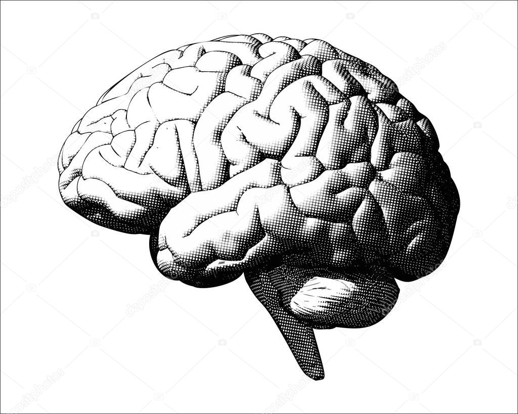 Monochrome vintage engraving crosshatch drawing human brain illustration in side view isolated on white background