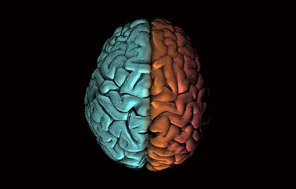 Гравировка Полушарий Человеческого Мозга Верхней Линии Зрения Перекресток Отдельных Wtih — стоковый вектор