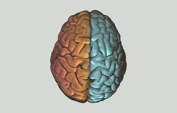 Engraving Hemispheres Human Brain Top View Crosshatch Line Separate Wtih — Stock Vector