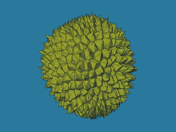 Gravure Colorée Dessin Fruits Pointues Durian Vecteur Illustration Isolé Sur — Image vectorielle