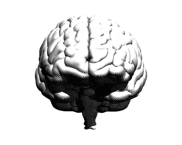 Gravura Vetorial Monocromática Crosshatch Desenho Humano Cérebro Vista Frontal Ilustração —  Vetores de Stock