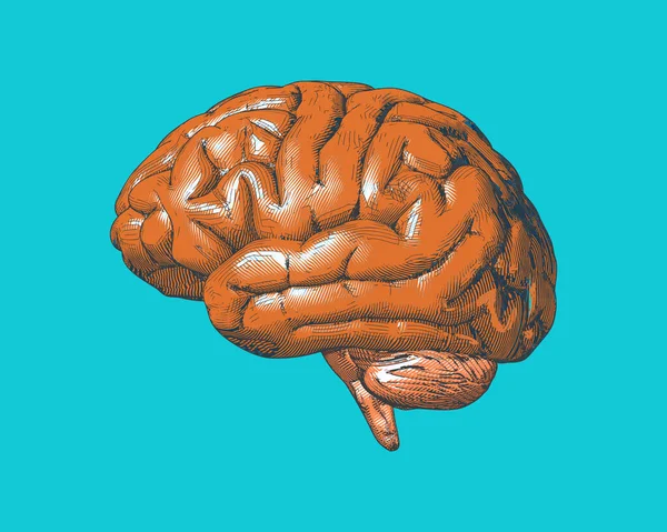 Grabado Vintage Retro Naranja Dibujo Cerebro Aislado Sobre Fondo Azul — Vector de stock