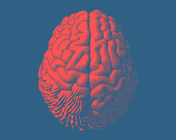 Hemisferios Rojos Grabado Cerebral Humano Tipografía Vista Superior Ilustración Aislada — Archivo Imágenes Vectoriales