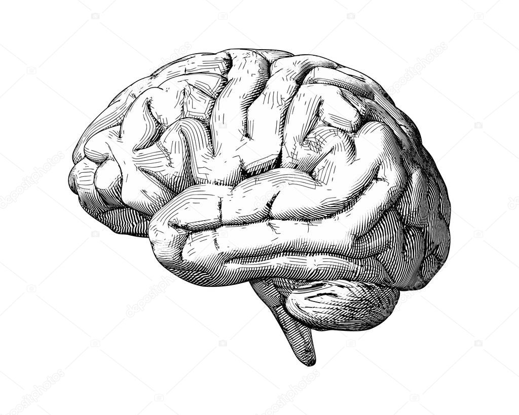 Monochrome engraving drawing brain illustration side view comic style isolated on white background