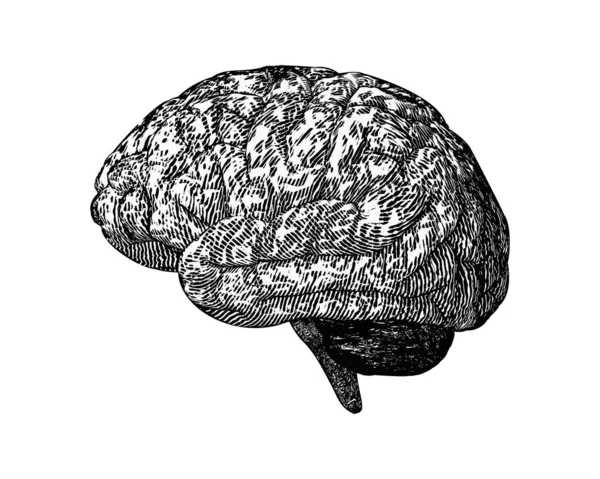 Monochromatyczny Grawerowanie Stronie Mózgu Widok Stylu Woodcut Ilustracji Izolowane Białym — Wektor stockowy
