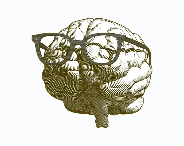 Gravure Vintage Monochrome Cerveau Humain Avec Rétro Vieille Illustration Lunettes — Image vectorielle