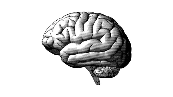 Gravura Crosshatch Vintage Monocromática Desenho Humano Vista Lateral Cérebro Ilustração — Vetor de Stock