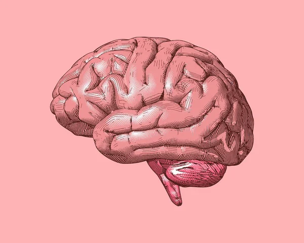 Розовая Ретро Гравировка Рисует Боковой Вид Мозга Глянцевым Зеркальным Светом — стоковый вектор