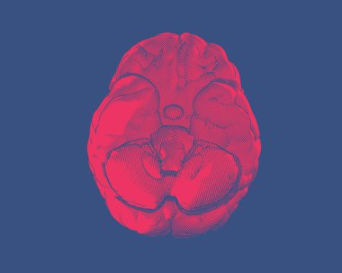 Parlak kırmızı insan beyni kabartması derin mavi arkaplanda izole edilmiş alt görünüm çizimi
