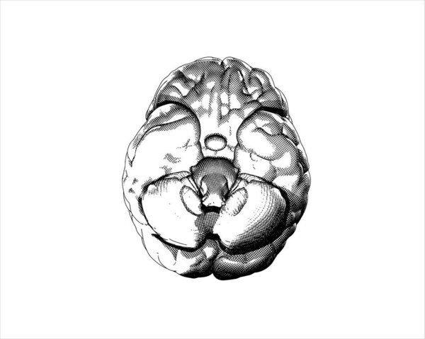 Monochrome Human brain engraving drawing bottom view crosshatch style isolated on white background