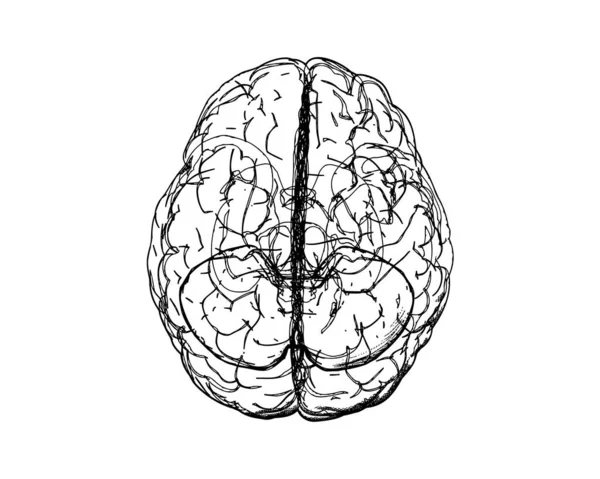 Cerveau Humain Monochrome Sur Ligne Vectorielle Vue Supérieure Dessin Doodle — Image vectorielle