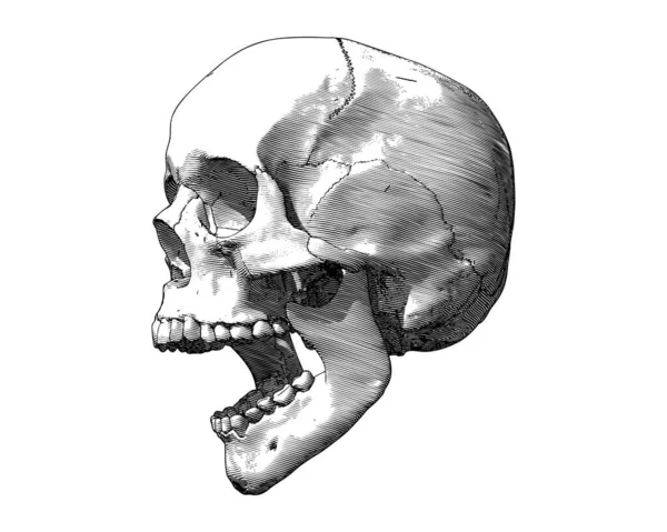 モノクローム彫刻ドローイング人間の頭蓋骨を開いて口顎側のビューのイラスト白の背景に隔離 — ストックベクタ