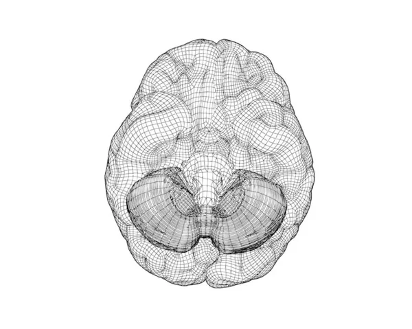 モノクローム人間の脳3Dワイヤーフレーム一番下の図 — ストックベクタ