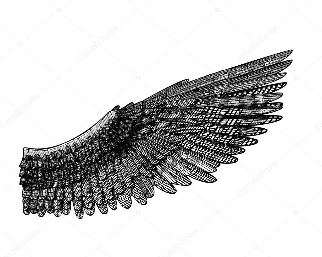 Wing and feather vector 3D wireframe line art monochrome drawing illustration isolated on white background