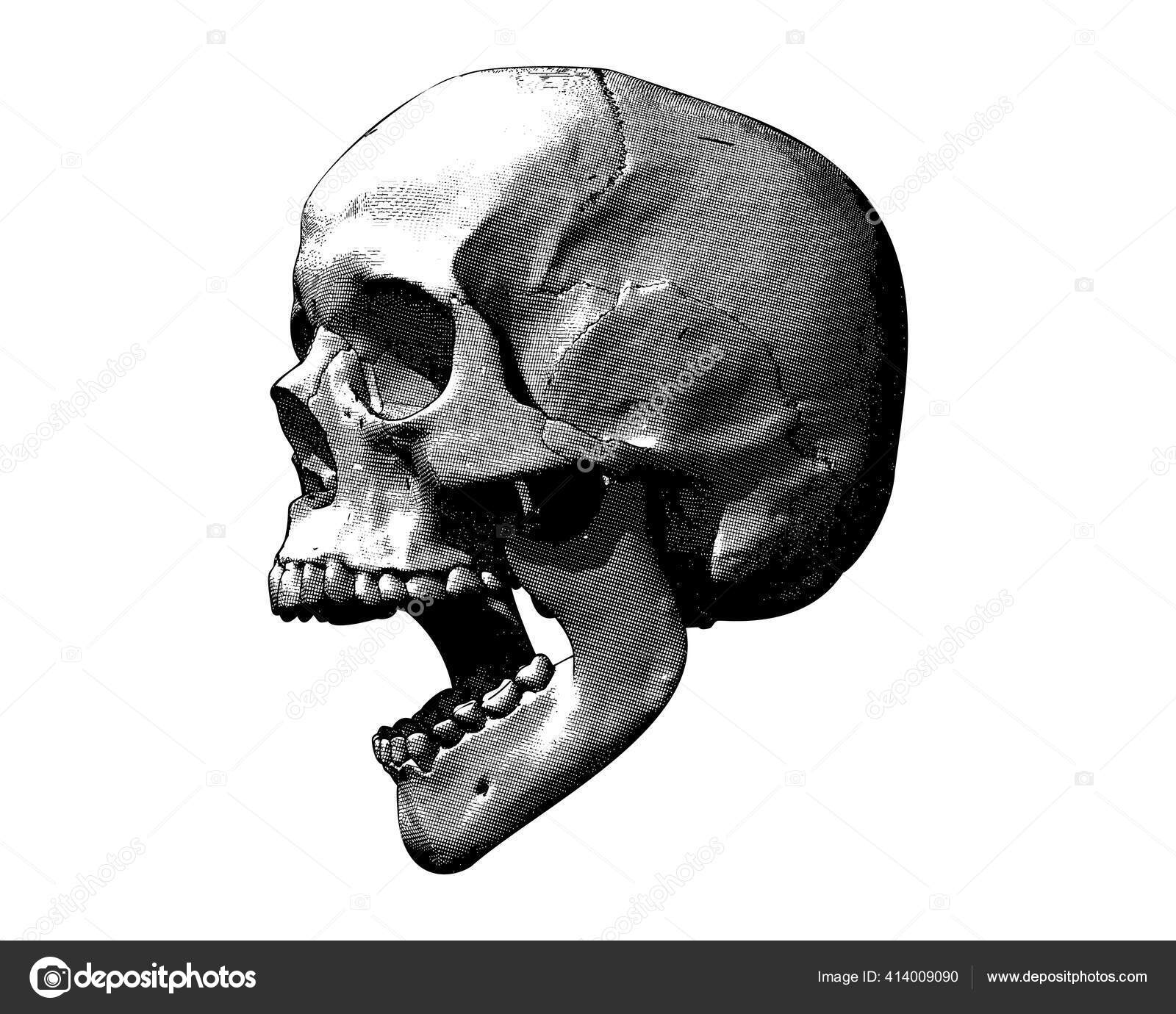 Monochrom Vintage Gravur Zeichnung Menschlicher Schädel Offenen Mund Kiefer  Oder Stock-Vektorbild von ©Jolygon 414009090, image size:1600x1380