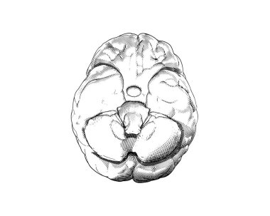 İnsan beyni monokrom vintage oyma alt görünüm altında beyaz arka planda izole