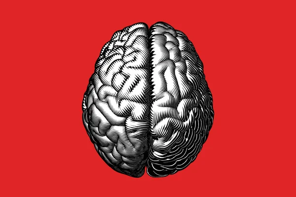 黒と白の彫刻赤の背景に隔離された木版画のハードラインスタイルで人間の脳のトップビューを描画します — ストックベクタ